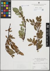 Foto von Salix hastata L.